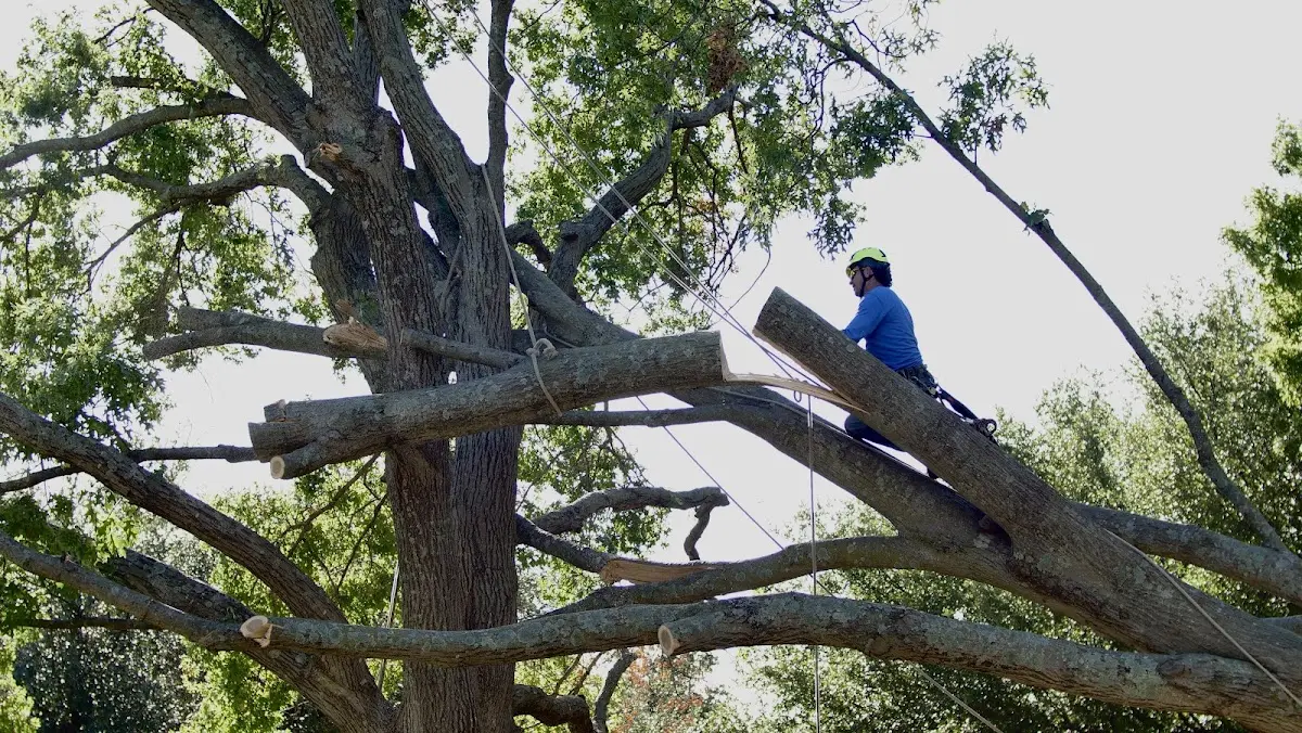 Professional Crown Thinning performed by certified arborists in West Dover